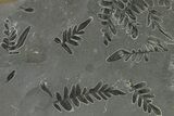Carboniferous Fossil Fern (Odontopteris) Plate - France #338454-1